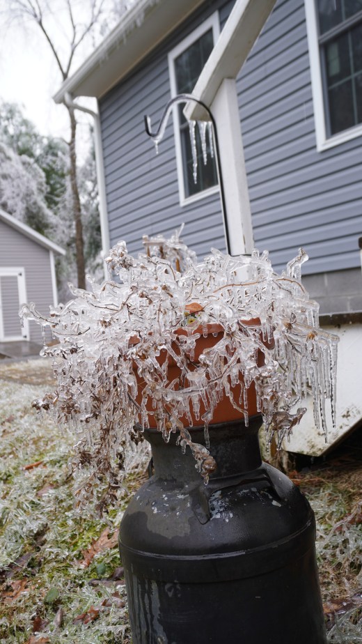 Images of NYS winter weather on March 30, 2025. Scenes show trees and plants covered in ice. 