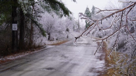 Images of NYS winter weather on March 30, 2025. Scenes show trees and plants covered in ice.