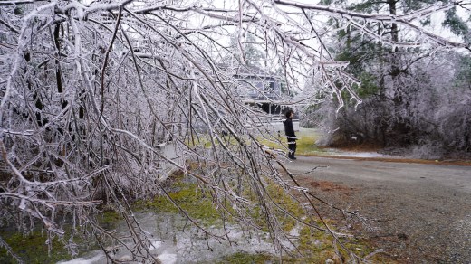 Images of NYS winter weather on March 30, 2025. Scenes show trees and plants covered in ice. 