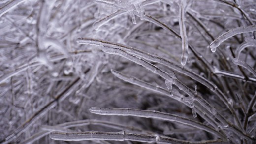 Images of NYS winter weather on March 30, 2025. Scenes show trees and plants covered in ice. 